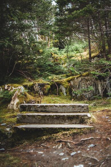 Steps Located Near Green Forest Trees Uploaded