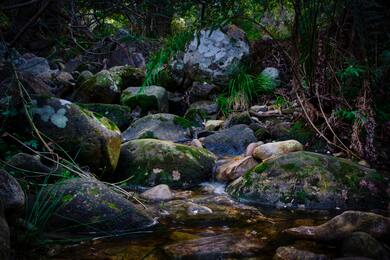 Stone in Forest Nature Pic