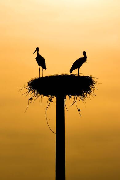 Stork Birds on Nest