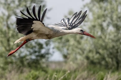 Storks Fight Bird