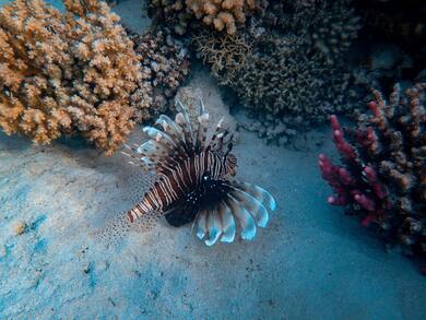 Stripe Fish in Ocean