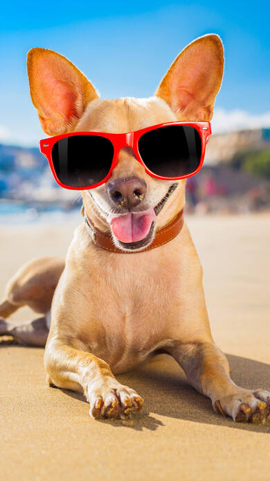 Stylish Doggy Wear Sunglasses