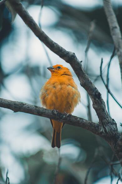 Summer Tanager Birds on Tree