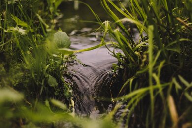 Summer Water in Garden