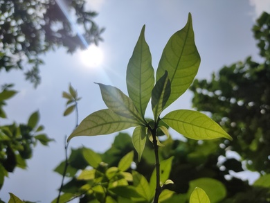 Sun and Green Leaves