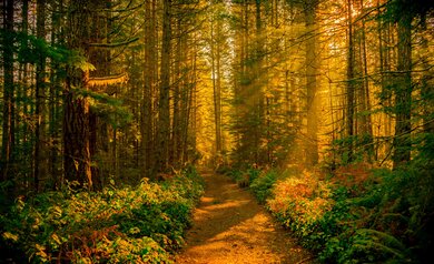 Sun Rays in Forest