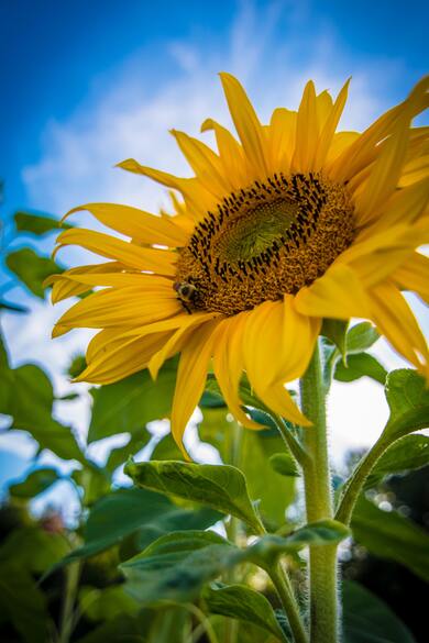 Sunflower Close Up Mobile Image