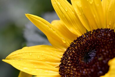 Sunflower Flower Blossom Bloom