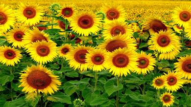 Sunflower Garden 4K Wallpaper