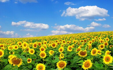 Sunflower Garden HD Pic