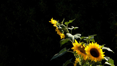 Sunflower Ultra HD 4K Desktop Wallpaper
