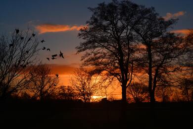 Sunset in Forest Pic