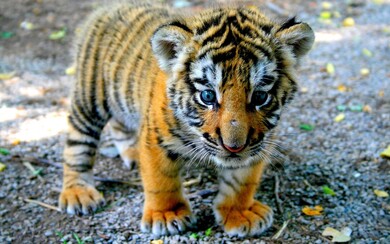 Superb Wallpaper of Tiger Cub