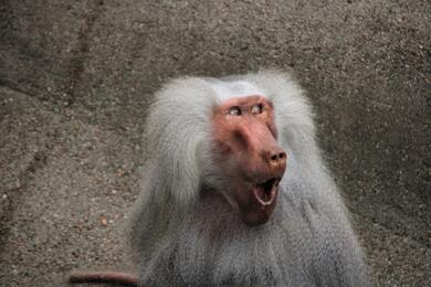 Surprised Monkey With White Hair