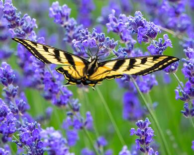 Swallowtail Butterfly Blooming Lavender Ultra HD