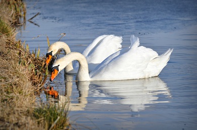 Swan Bird in Lake Water