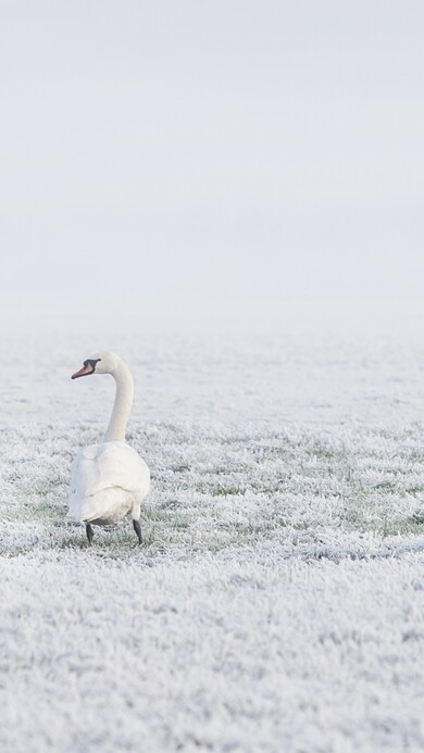 Swan in Snow