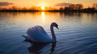Swan in Water During Sunset HD Wallpaper