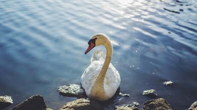 Swan in Water