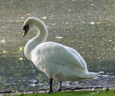 Swan on Lake Shore