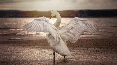 Swan Opening Wings 4K Bird