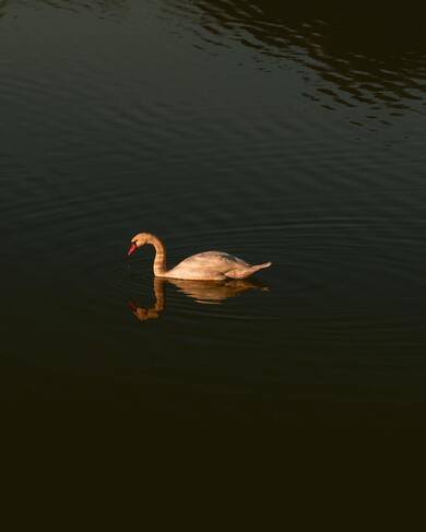 Swan Swimming in River