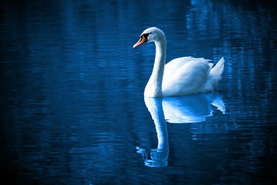 Swan Swimming in Water at Night