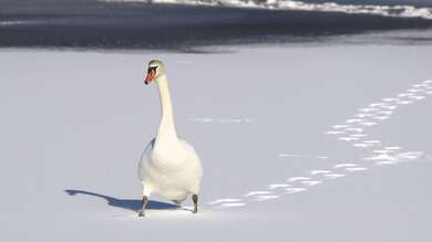 Swan Walking In Snow Field