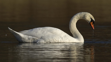 Swan Water Bird