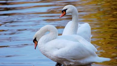 Swans Near The Lake