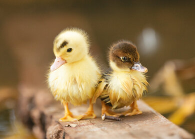 Sweet Two Duckling Walking Together