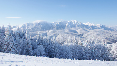 Tail Trees and Field During Winter Season