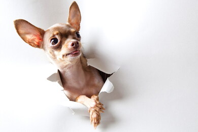 The Dog with White Background Paper