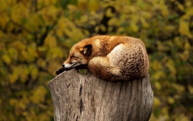 The Fox Sleeping Image