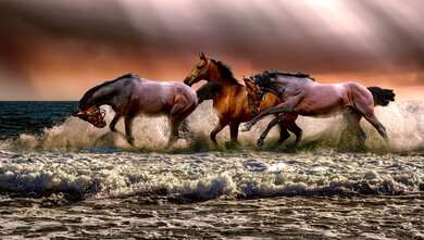 The Horses Running in Water