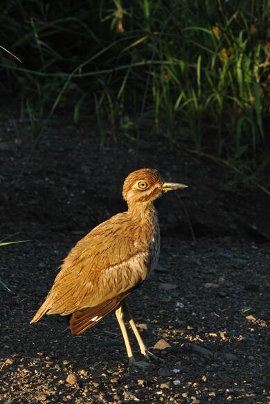 Thick Knee Bird Standing Mobile Photo