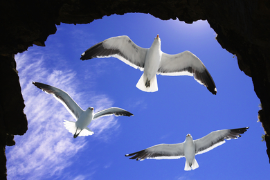 Three Gull Birds Photo