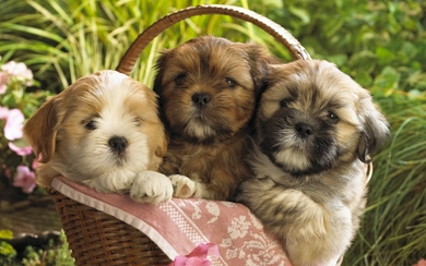 Three Puppies Sitting in Basket