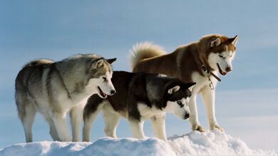 Three Siberian Husky on Snow