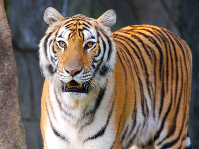 Tiger Animal Wild Photo