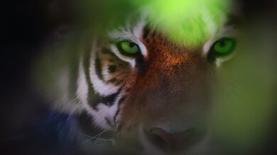 Tiger Eyes Portrait Photography