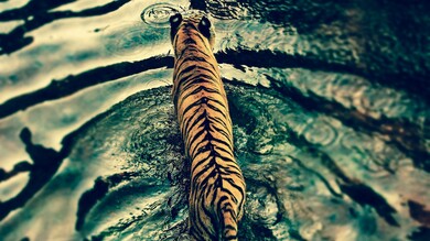 Tiger in River