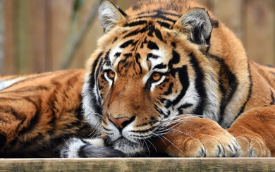 Tiger Lying HD Wallpaper