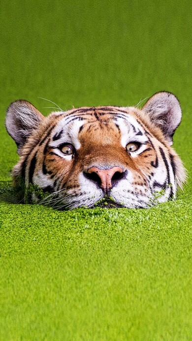 Tiger Mobile Photo Download