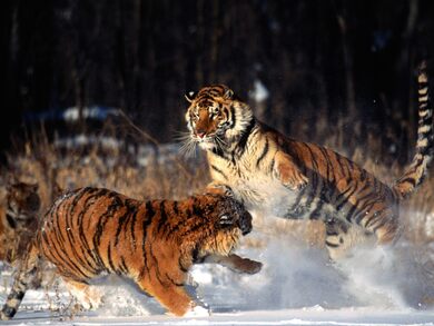 Tiger Playing in Snow
