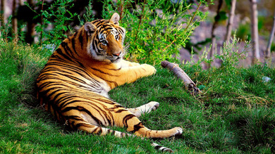 Tiger Sitting in Forest Wild Animal HD Wallpaper