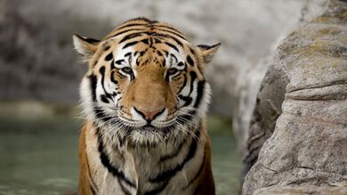 Tiger Sitting Near Stone