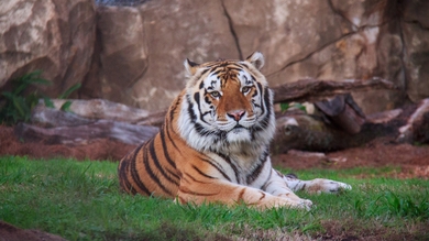 Tiger Sitting on Grass