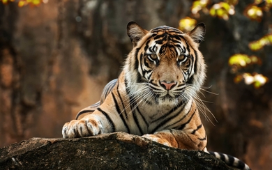 Tiger Sitting on Rock HD Wallpaper