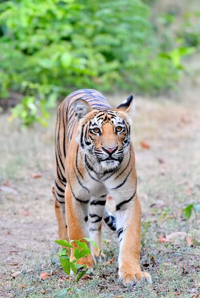 Tiger Walking in Forest Mobile Wallpaper